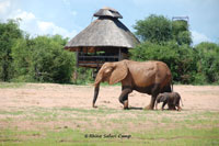 Rhino Safari Camp